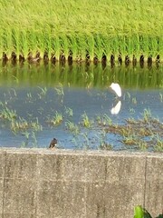 Acridotheres javanicus