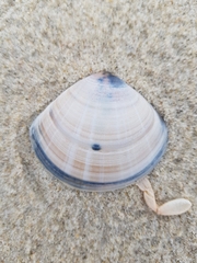 Mactra stultorum