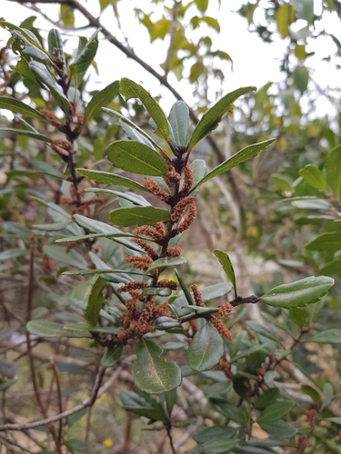 Morella dentulata