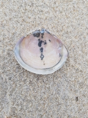 Mactra stultorum