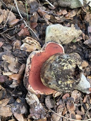Rubroboletus lupinus