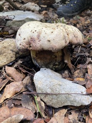 Rubroboletus lupinus