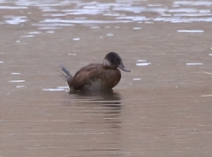 Oxyura ferruginea
