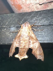 Nyceryx