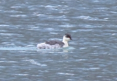 Podiceps occipitalis