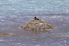 Fulica gigantea