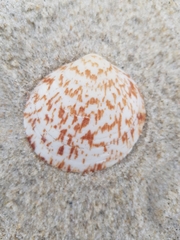 Glycymeris glycymeris