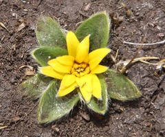 Knowltonia integrifolia