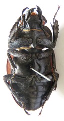 Odontolabis cuvera salvazae