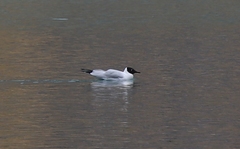 Chroicocephalus serranus