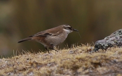 Cinclodes atacamensis