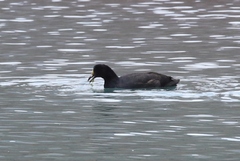 Fulica gigantea