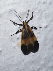 Dycladia