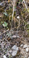 Antennaria dioica