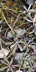Antennaria dioica