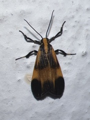 Dycladia