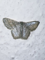 Chloropteryx opalaria