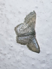 Chloropteryx opalaria