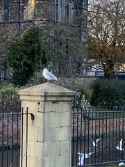 Chroicocephalus ridibundus