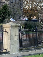 Chroicocephalus ridibundus