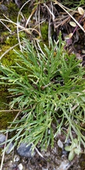 Jacobaea abrotanifolia