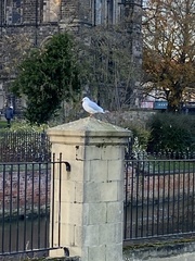 Chroicocephalus ridibundus