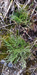 Jacobaea abrotanifolia