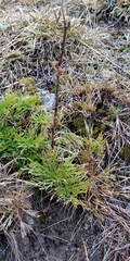 Jacobaea abrotanifolia