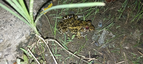 Fejervarya cancrivora