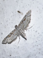 Parapoynx diminutalis