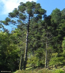 Araucaria angustifolia