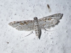 Parapoynx diminutalis