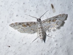 Parapoynx diminutalis