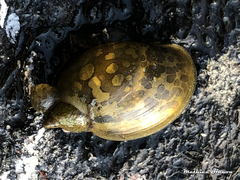 Ampullaceana balthica