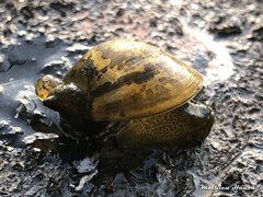Ampullaceana balthica