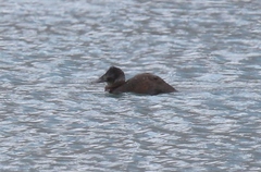 Oxyura ferruginea