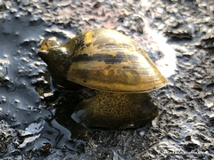 Ampullaceana balthica