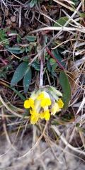 Anthyllis vulneraria alpestris