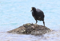 Fulica gigantea