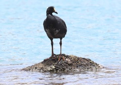 Fulica gigantea