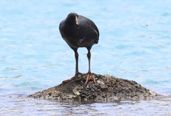 Fulica gigantea