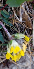 Anthyllis vulneraria alpestris