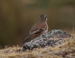 Cinclodes atacamensis