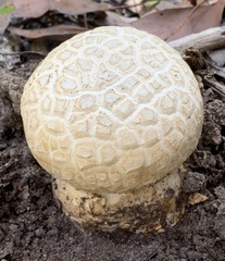 Amanita ochrophylloides