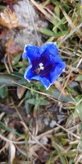 Gentiana clusii