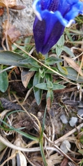 Gentiana clusii