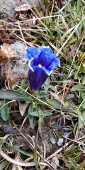 Gentiana clusii