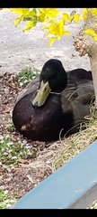 Anas platyrhynchos