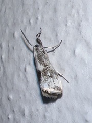 Microcrambus