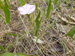 Convolvulus remotus
